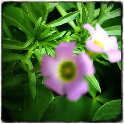 Close-up of purple flowers