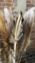 Close-up of feather on dry plant against wall