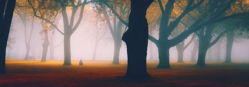 Trees in forest