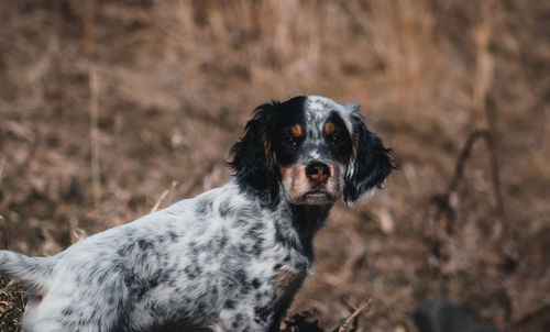 Portrait of a dog looking away