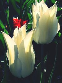 Close-up of yellow flowers blooming outdoors