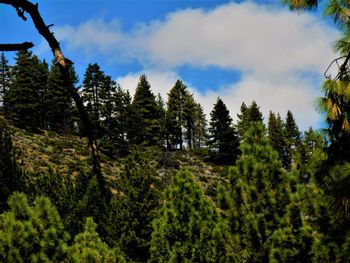 Trees in forest against sky