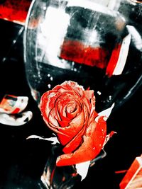 Close-up of red rose in water
