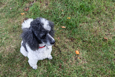 Dog standing on grassy field