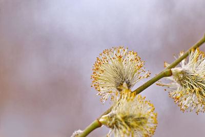 Close-up of wilted flower