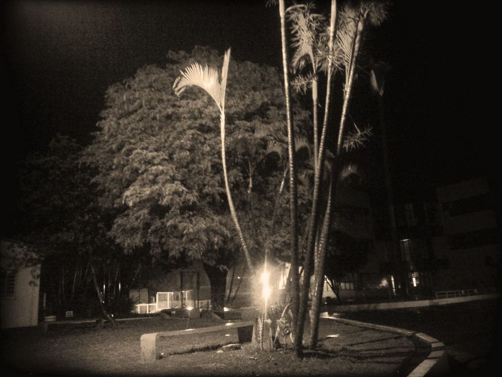 night, tree, illuminated, street light, building exterior, sky, outdoors, lighting equipment, built structure, sunlight, street, architecture, lens flare, incidental people, auto post production filter, motion, park - man made space, sunbeam, light - natural phenomenon, no people