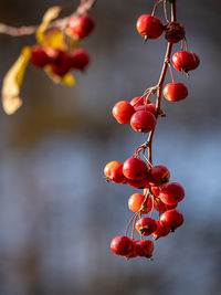 Close-up of red berries growing on plant