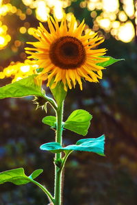 Close-up of sunflower on plant