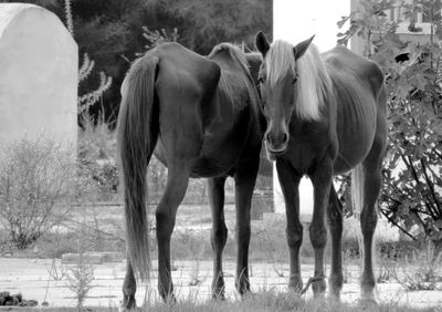 Horses standing in a field