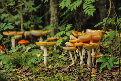 Group of fly agaric mushrooms in the wilds taiga forest, beauty in nature