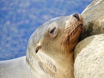 Close-up of sea lion