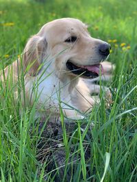 Dog looking away on field