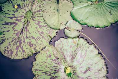 Close-up of flowers