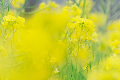 Close-up of fresh yellow flower field