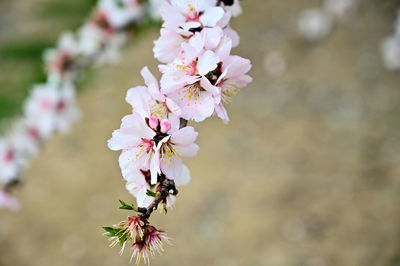 Close-up of pink cherry blossoms