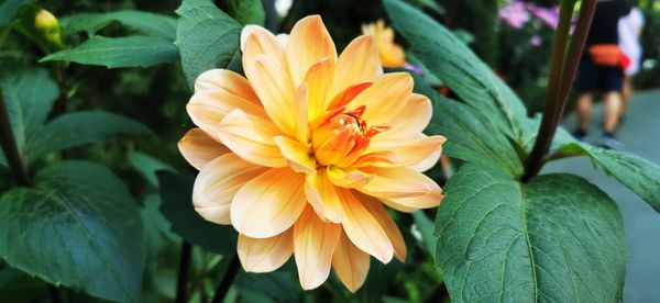 Close-up of yellow flowering plant