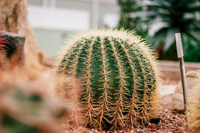 A collection of succulents, cacti, echeveria kalanchoe and succulent house plants.