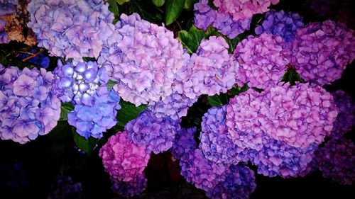 Close-up of purple hydrangea blooming outdoors