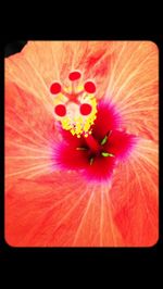 Close-up of pink flower