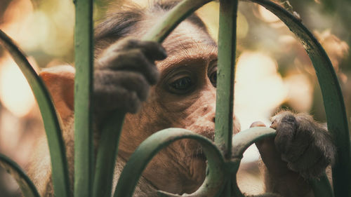 Close-up portrait of a horse