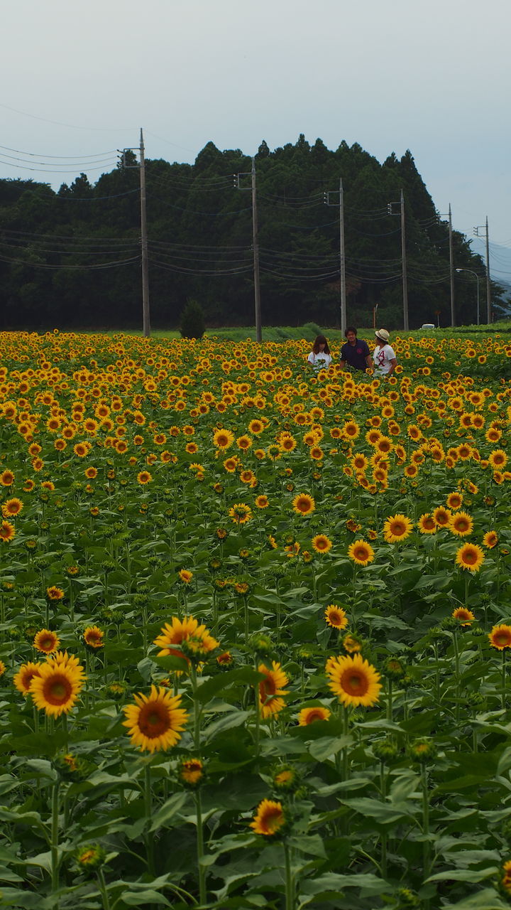 flower, freshness, yellow, growth, fragility, beauty in nature, field, blooming, plant, nature, petal, rural scene, flower head, agriculture, in bloom, abundance, sunflower, day, blossom, outdoors