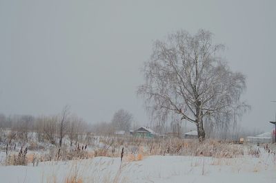 Bare trees on snow field against clear sky