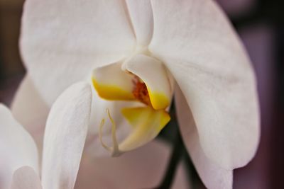 Close-up of white flower