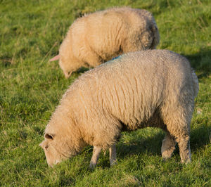 Close-up of sheep grazing in grass