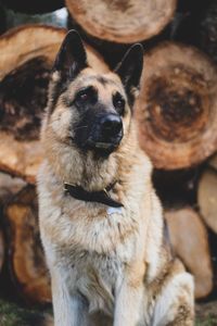 Close-up portrait of a dog