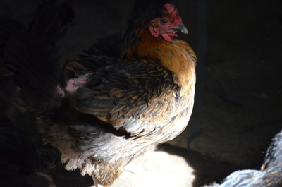 Close-up of a chicken, free range poultry