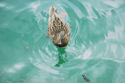 High angle view of turtle swimming in sea