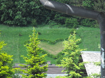 Trees growing in a park