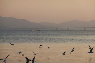 Seagulls flying over sea against sky during sunset