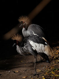 Close-up of bird