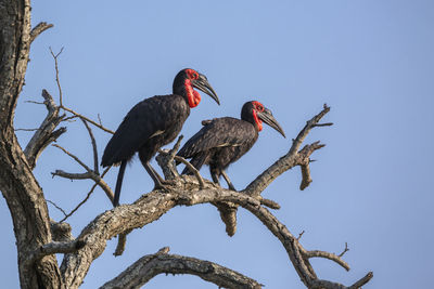 Low angle view of birds perching on tree