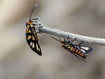 Close-up of butterfly on plant