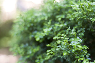 Close-up of fresh green plant