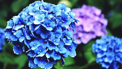 Close-up of purple hydrangea blooming outdoors