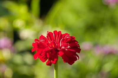 Red flower in the sun