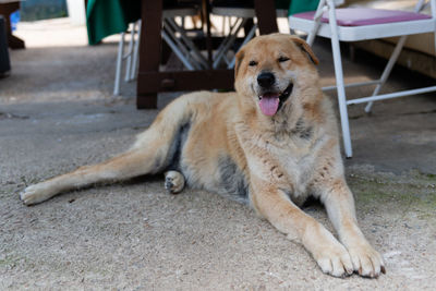 Portrait of a dog lying down