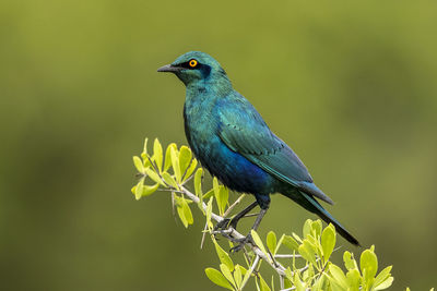 Close-up of bird perching on plant