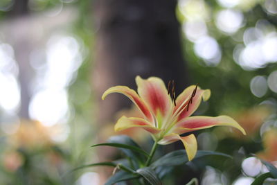 Close-up of flowering plant