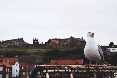 Close-up of seagull on lobster trap