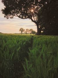 Scenic view of agricultural field against sky