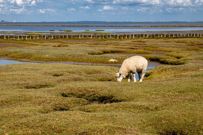 Lamb on a salt meadow in front of tetenbüll