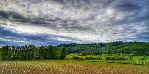 Scenic view of agricultural field against sky
