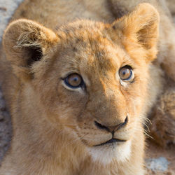 Close-up portrait of lion