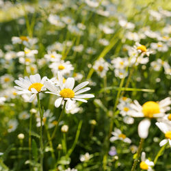 Close-up of white daisy flowers on field