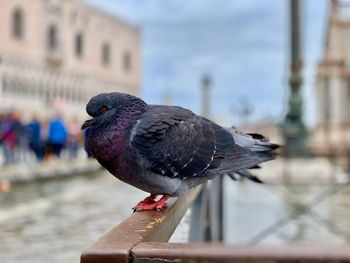 Close-up of pigeon perching on a hand