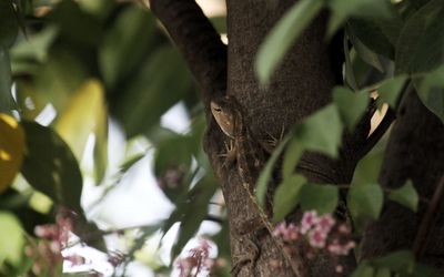 Close-up of a tree